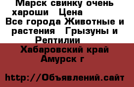 Марск свинку очень хароши › Цена ­ 2 000 - Все города Животные и растения » Грызуны и Рептилии   . Хабаровский край,Амурск г.